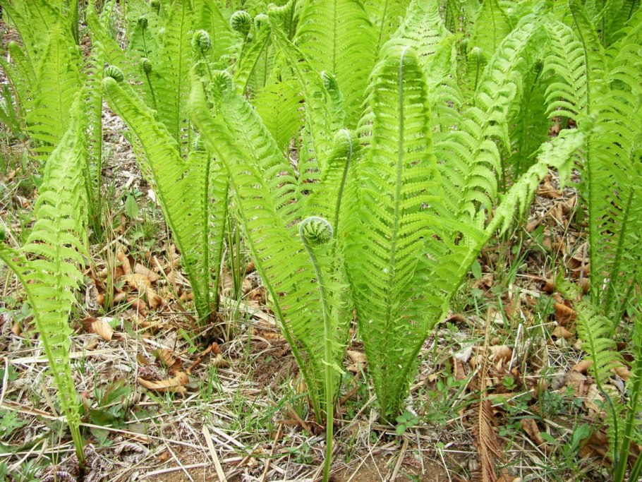 Страусник обыкновенный