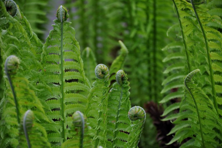 Папоротник страусник