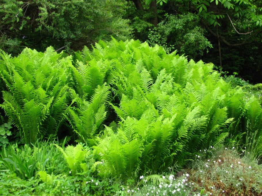 Папоротник страусник