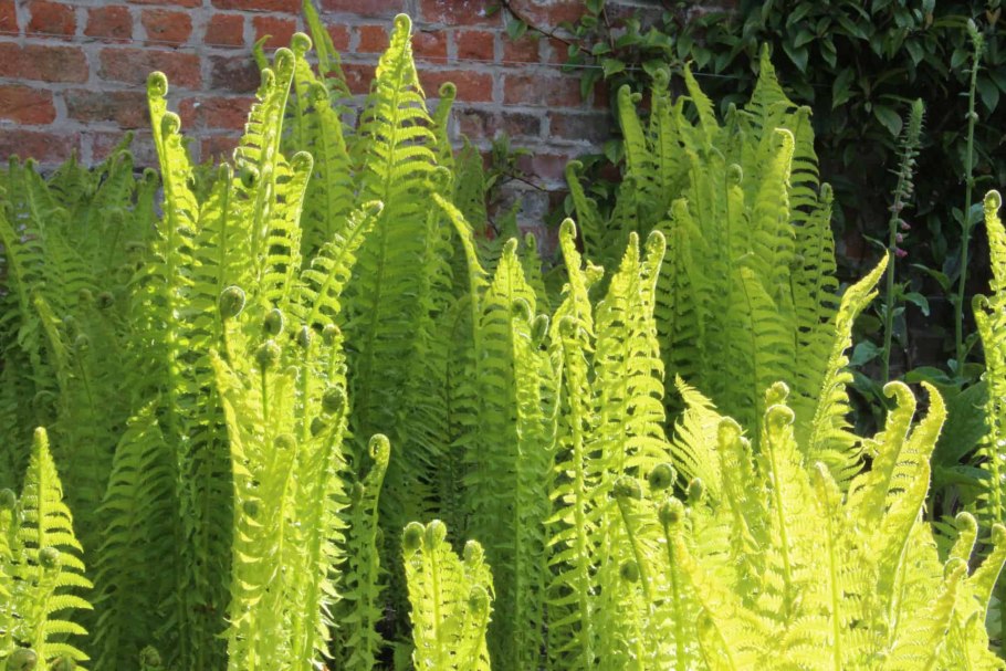 Папоротник страусник