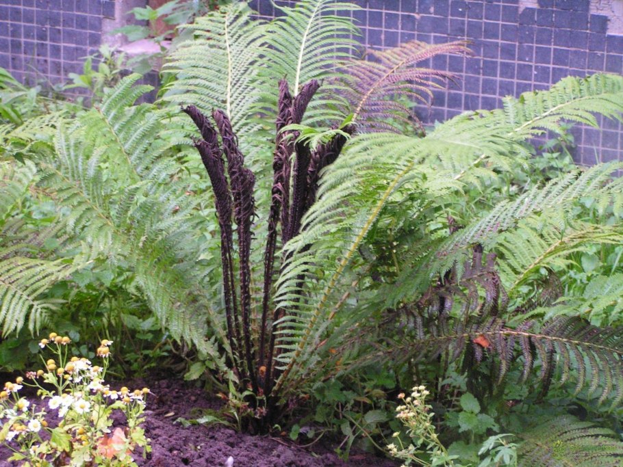 Папоротник садовый