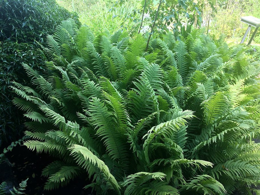 Папоротник орляк