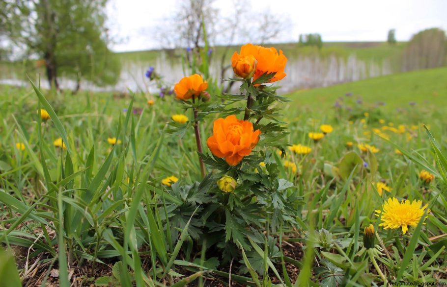 Купальница первоцвет