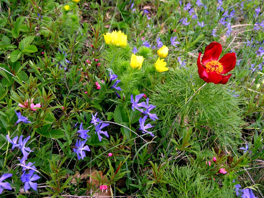 Цветочная Поляна Якутии