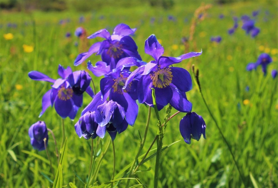 Кузнецкий Алатау растения