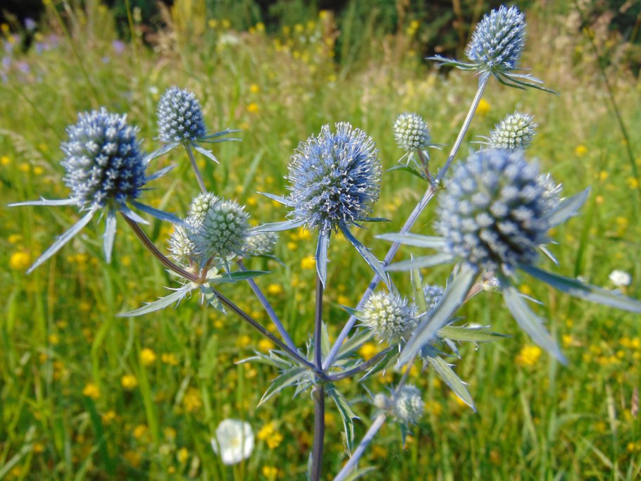 Трава синеголовник полевой
