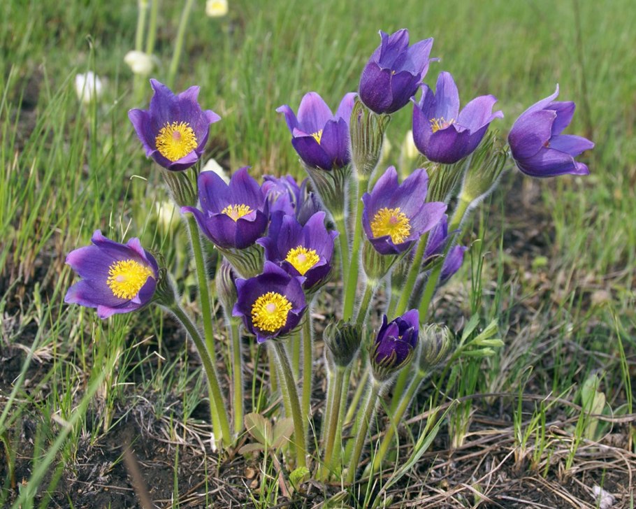 Синие полевые цветы