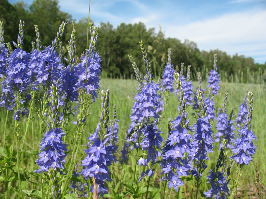 Колокольчик Волжский