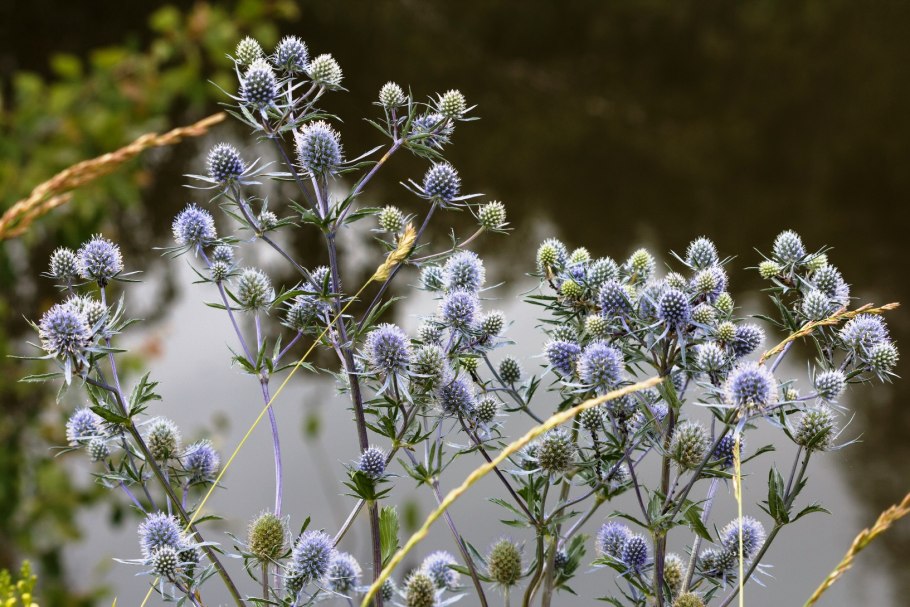 Синеголовник полевой