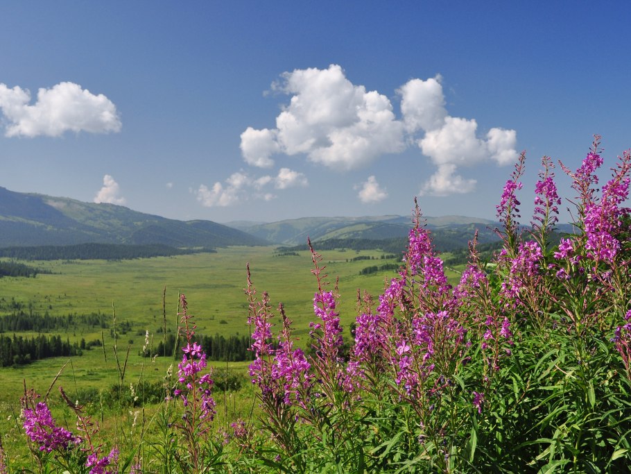 Алтай цветы сон-трава прострел