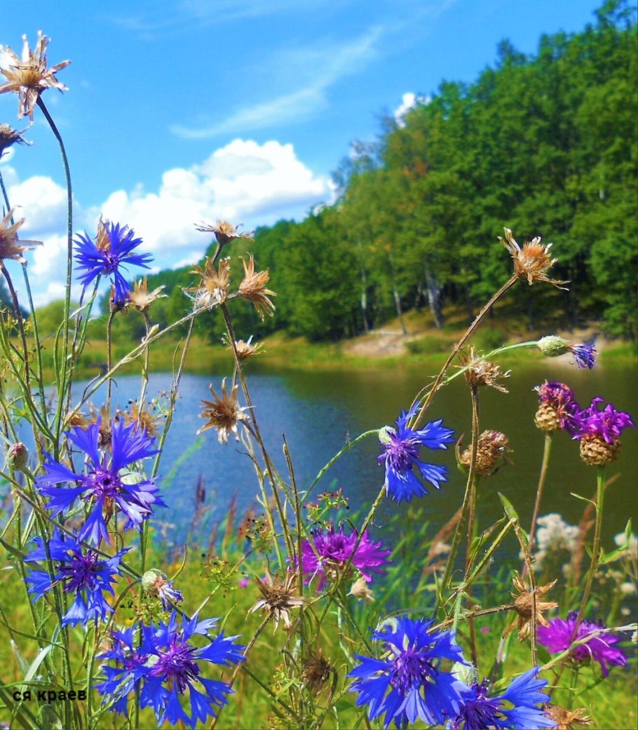 Медоносные растения Луга