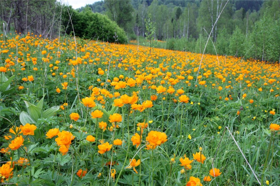 Травы Урала дикорастущие