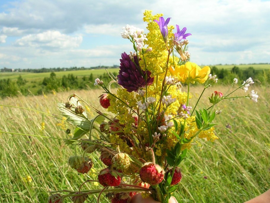 Купальница цветы (огоньки,жарки)
