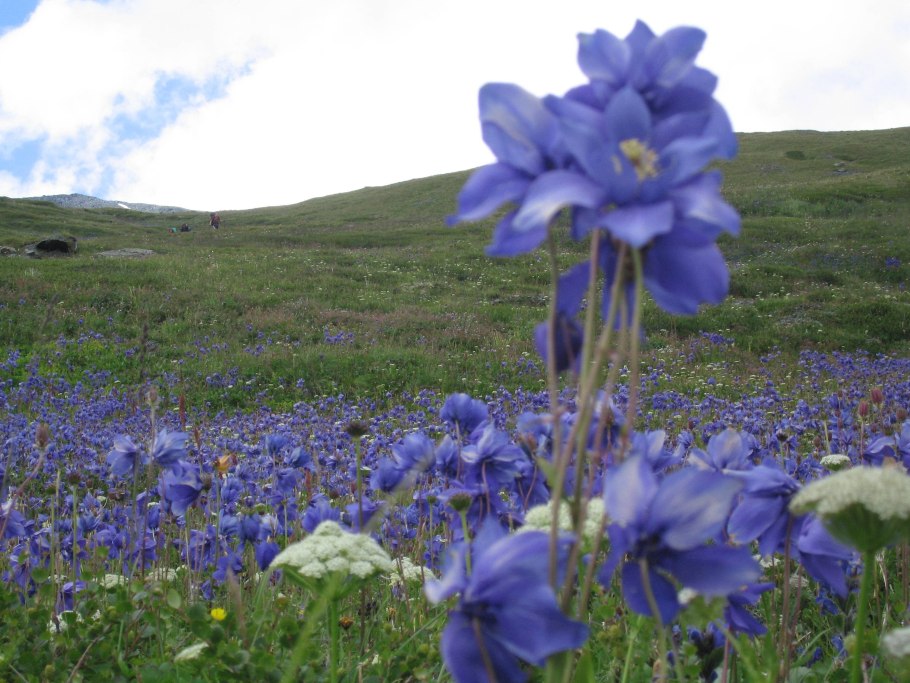 Полевая метельчатая трава