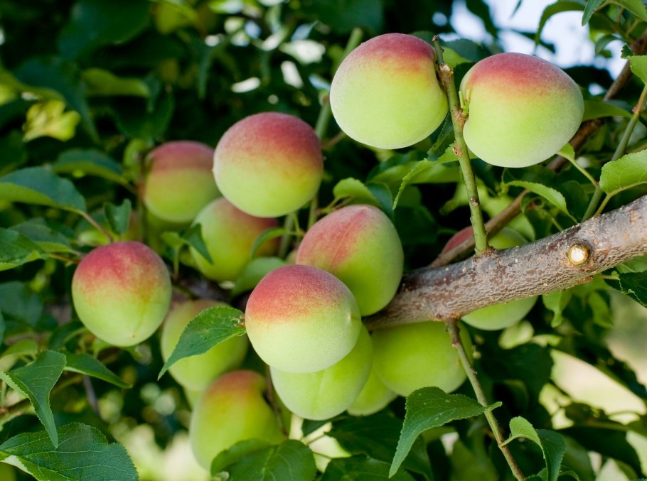 Слива Умэ плоды