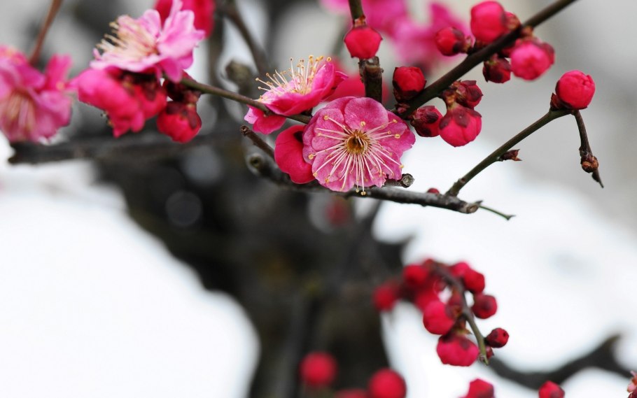 Сакура плакучая