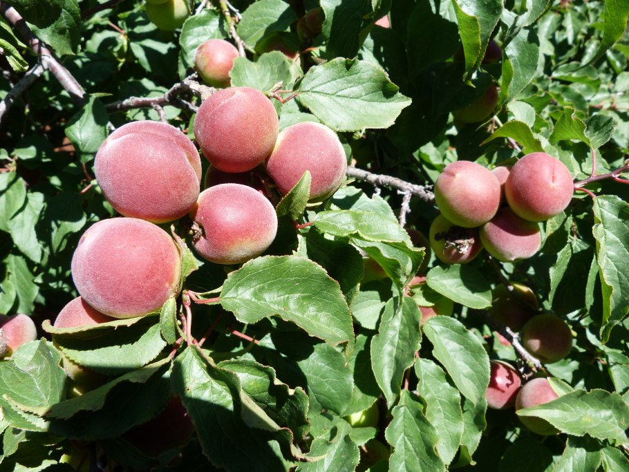 Японская слива Умэ