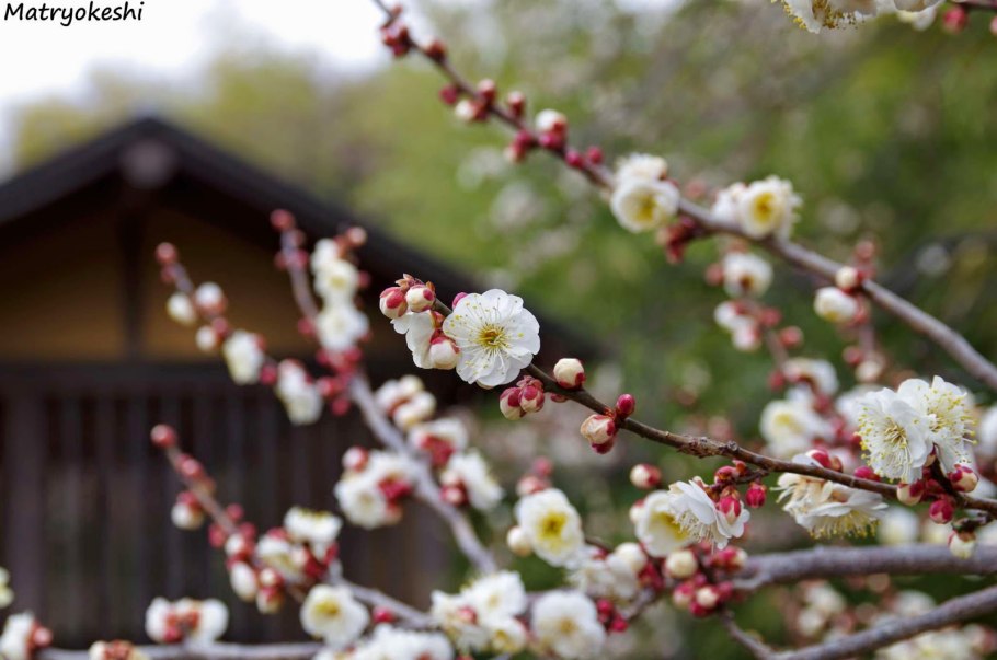 Китайская слива цветение