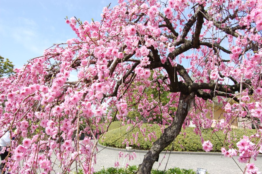 Цветущая слива Умэ Япония