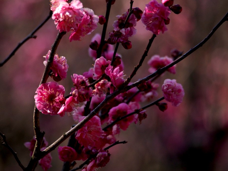 Цветущая слива Умэ Япония