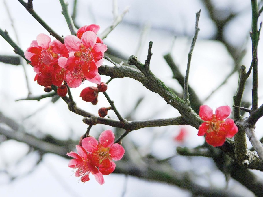 Цветы Умэ японская слива