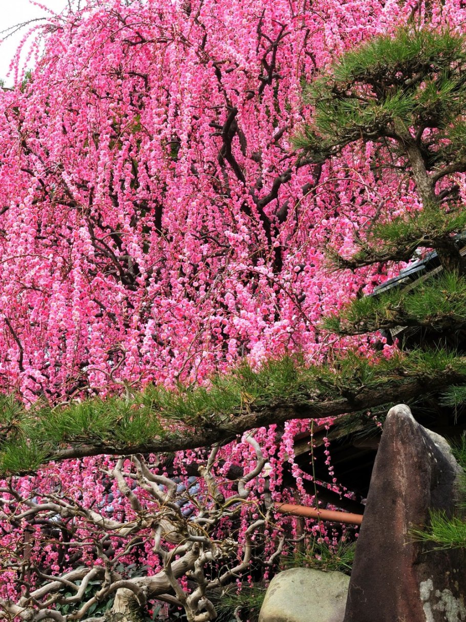 Японская слива Умэ