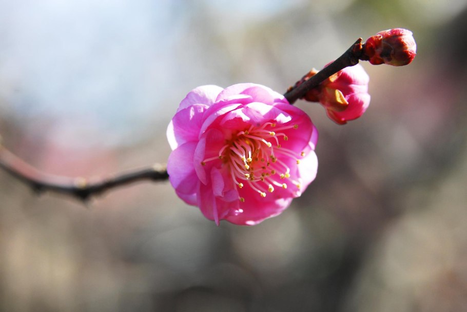 Фрукт похожий на сливу