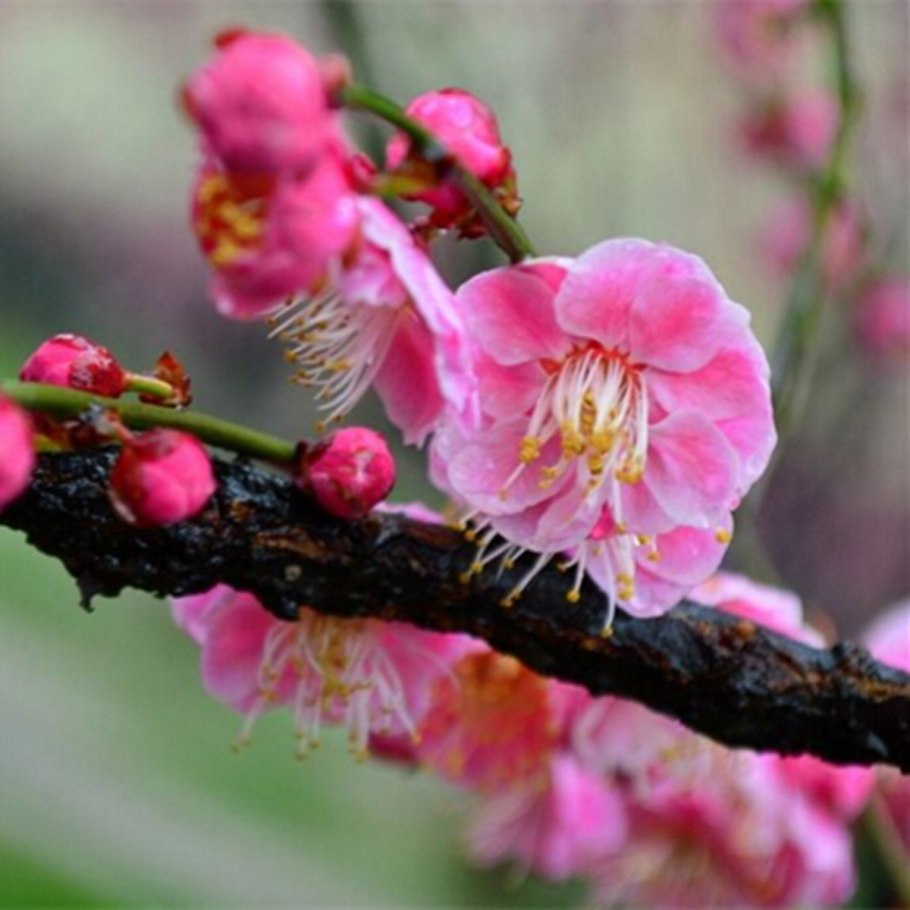 Сливовое дерево Япония