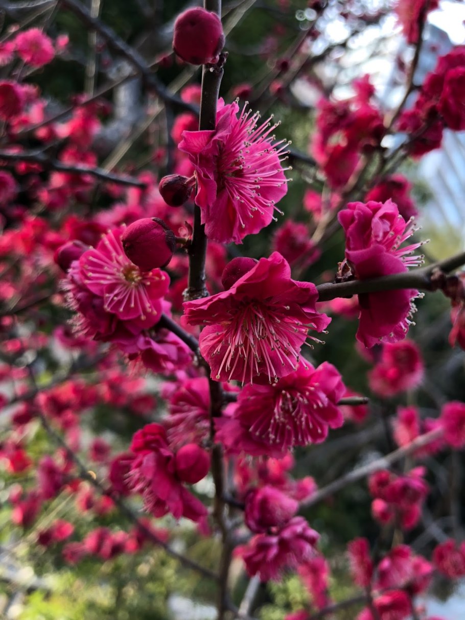 Цветы японской сливы