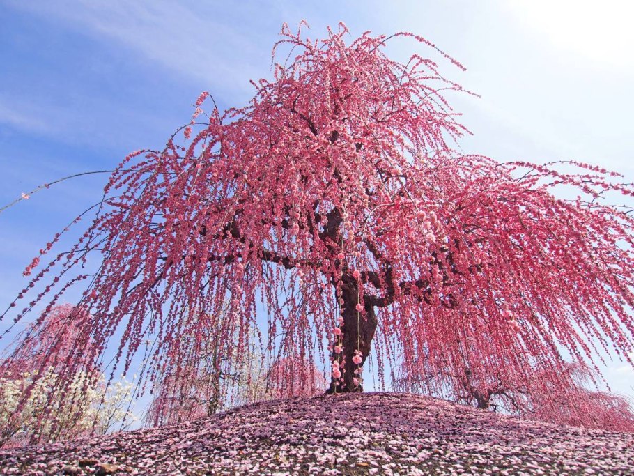 Сакура морозостойкая цветения