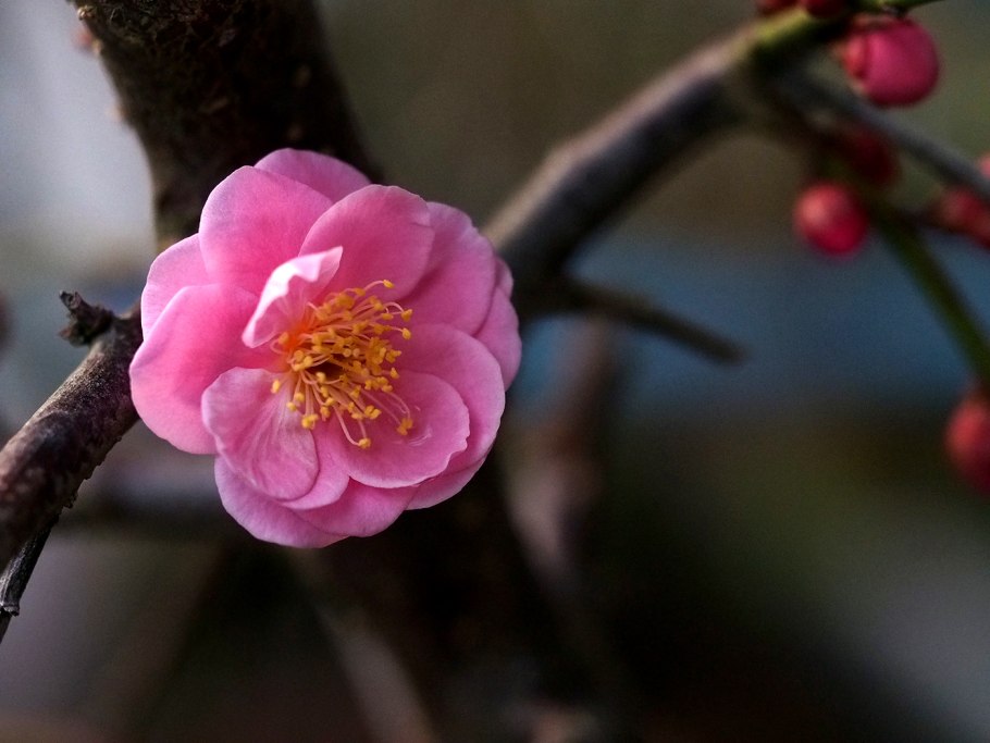 Вишня плакучая китайская