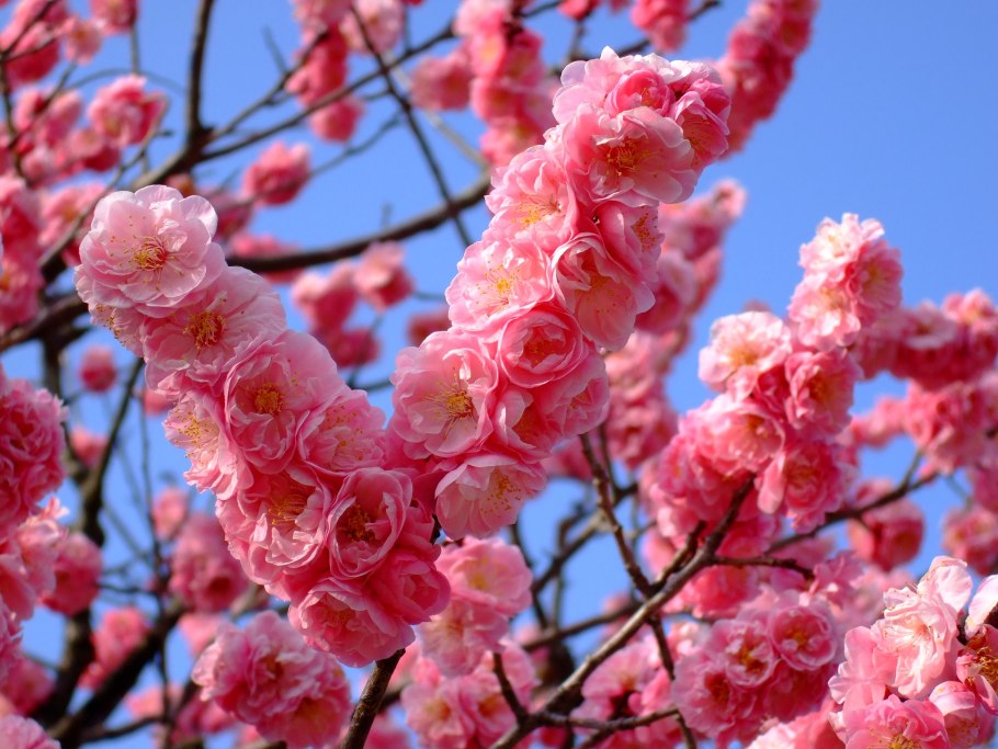 Цветущая слива Умэ Япония