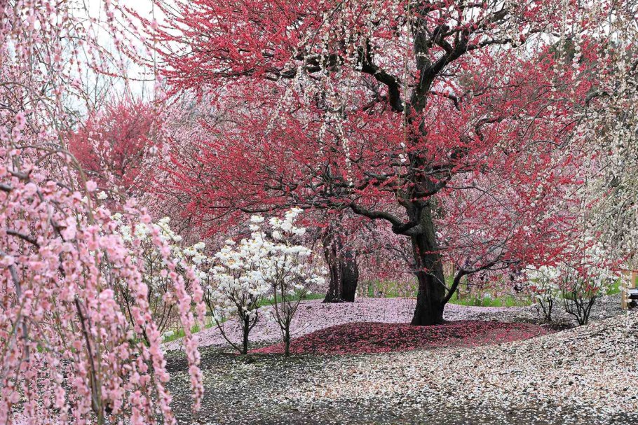 Цветение Умэ в Японии