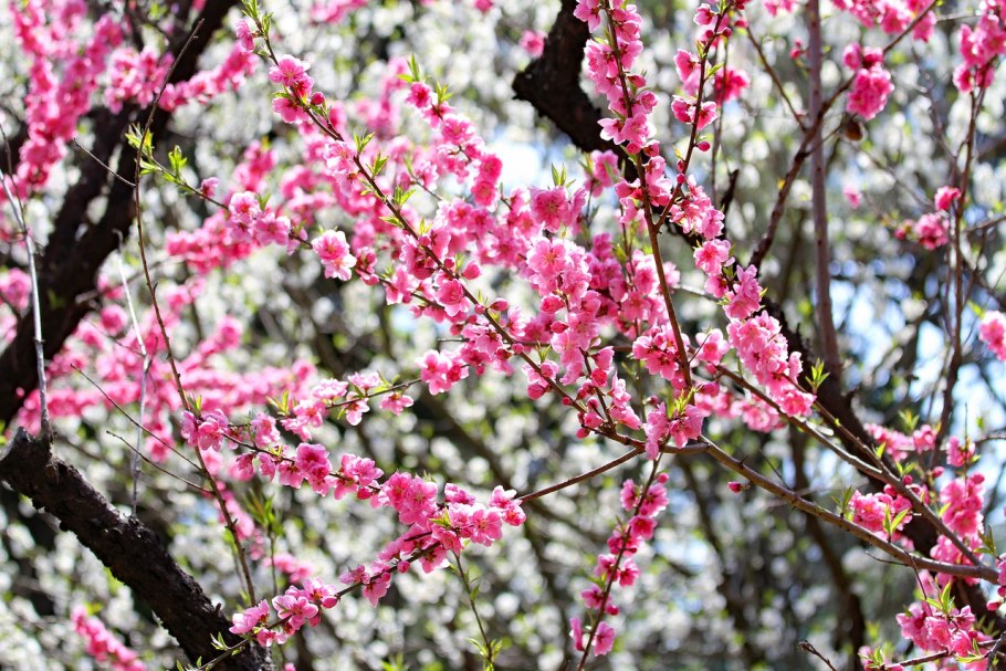 Японская слива цветение