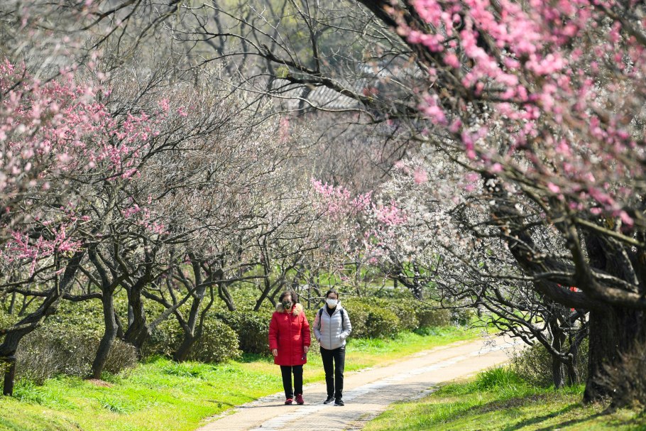 Цветы алычи японской