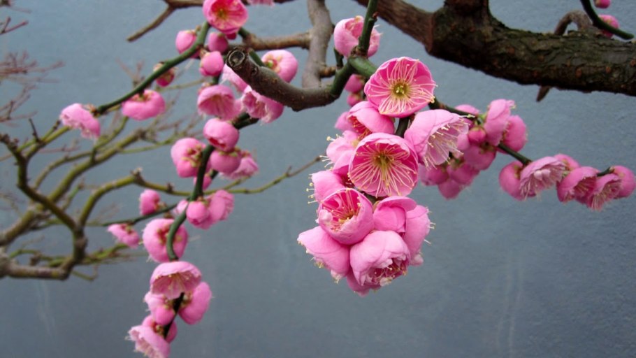 Цветы Умэ японская слива