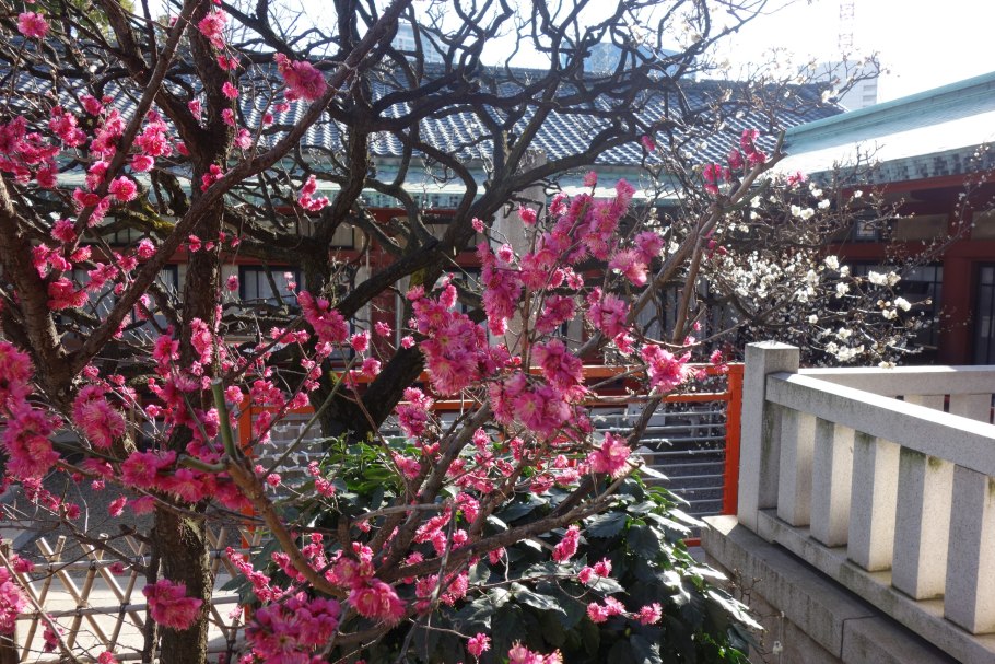 Японская слива цветение белая