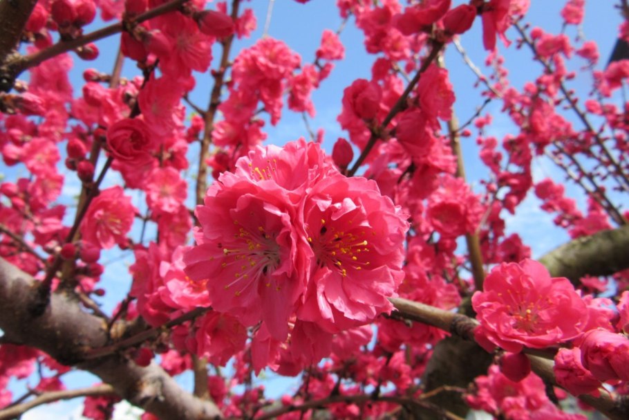 Японская слива Киото