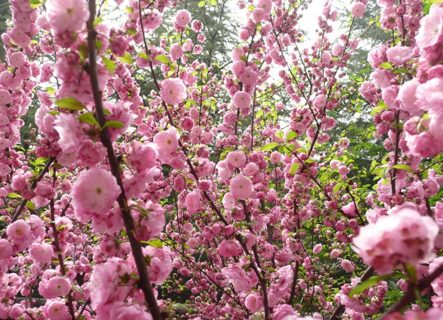 Цветущая вишня