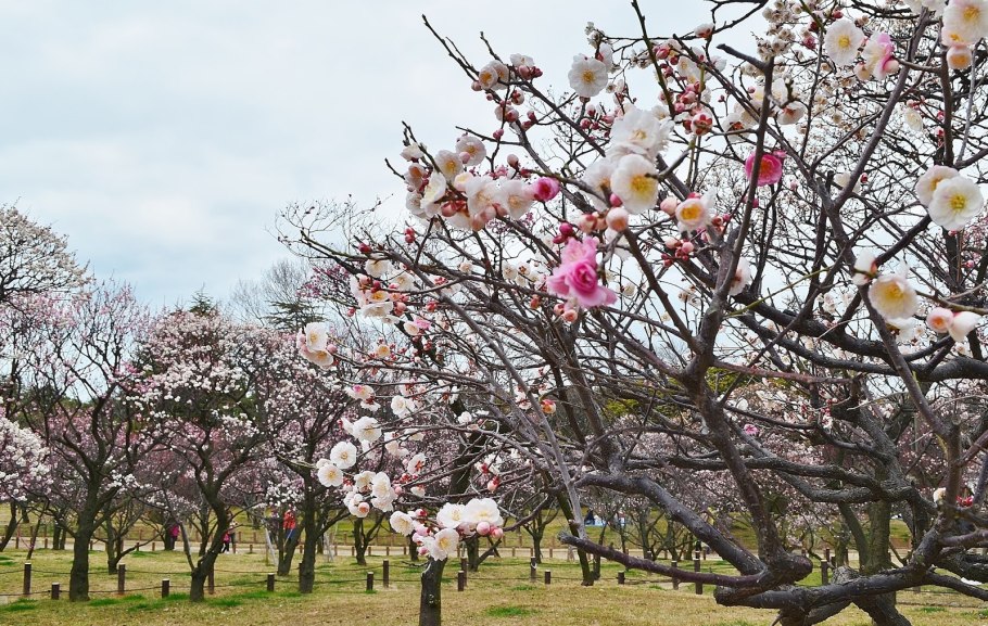 Цветение японской сливы в Японии