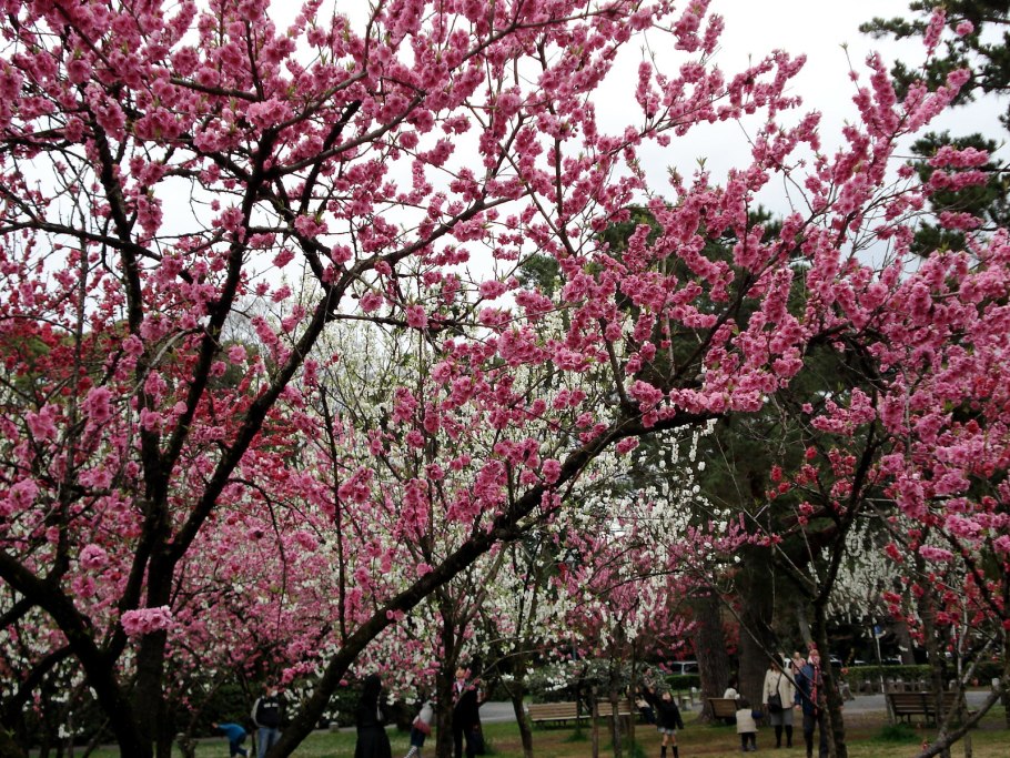 Китайская алыча