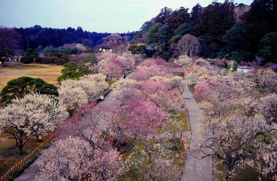 Диплоидная слива Блэк Амбер