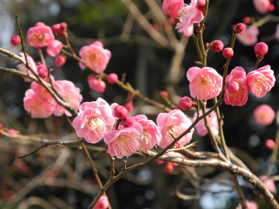 Японская слива + абрикос