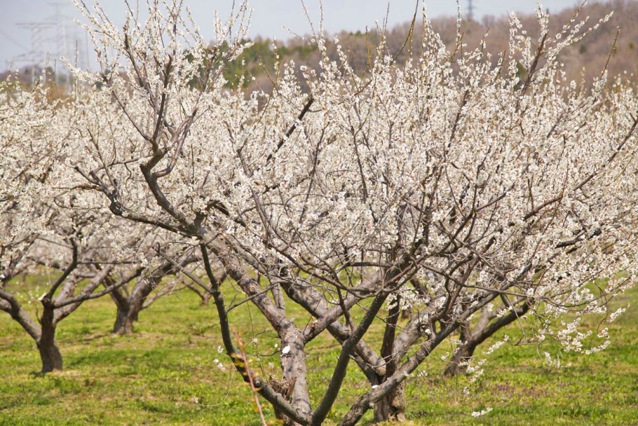 Слив Сакуры