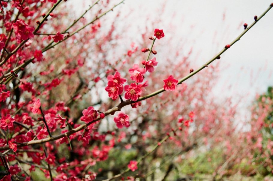 Алыча китайская цветение