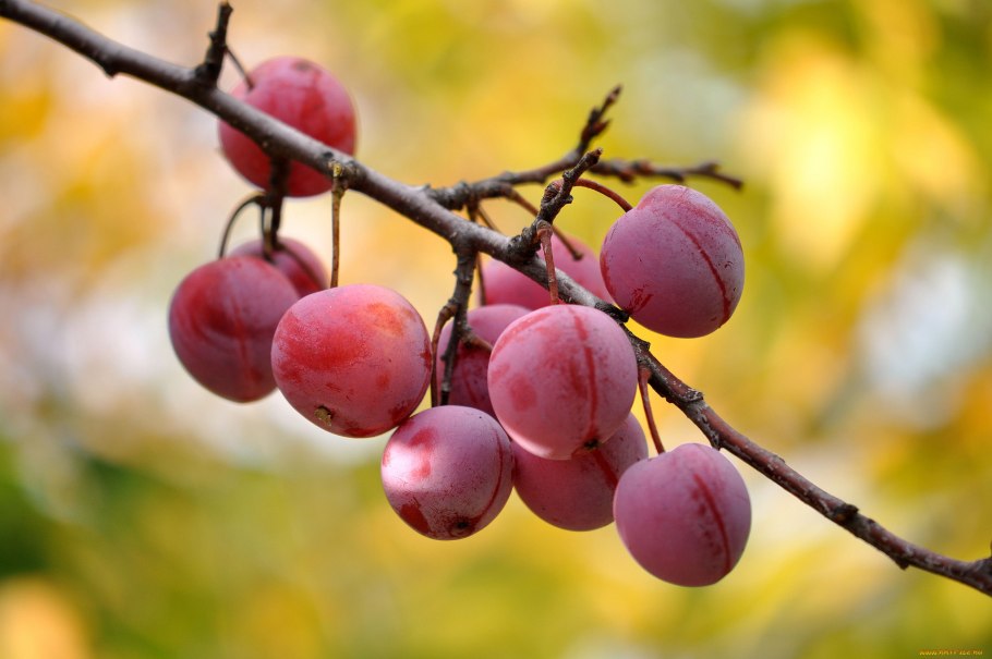 Японская слива Умэ