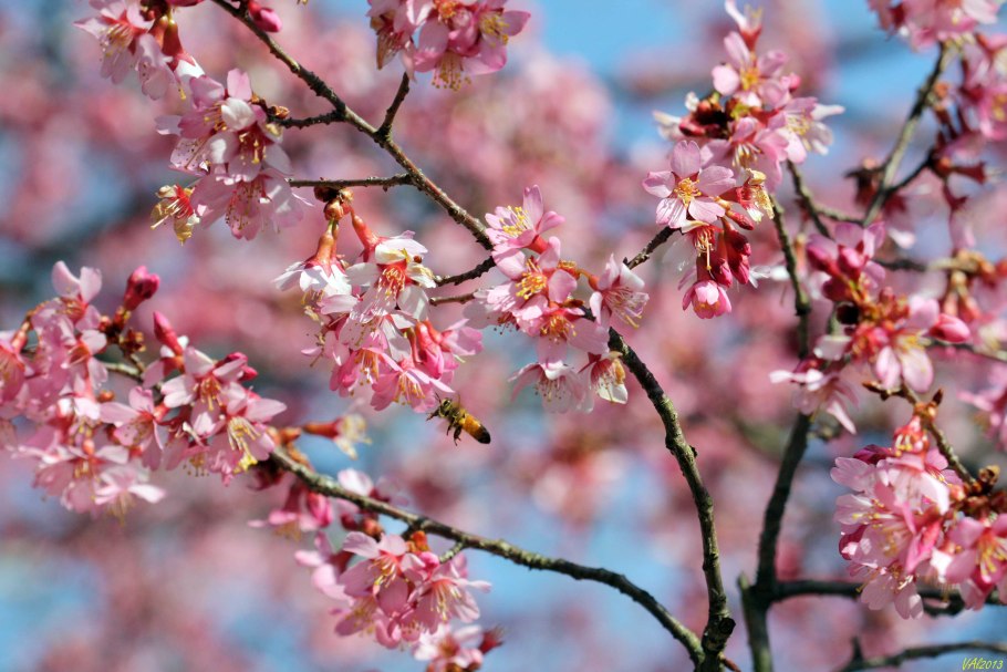 Цветущая слива китайская