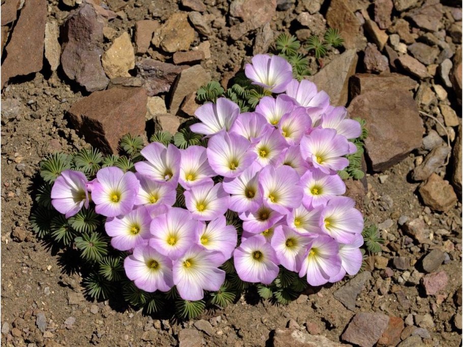 Кислица версиколор