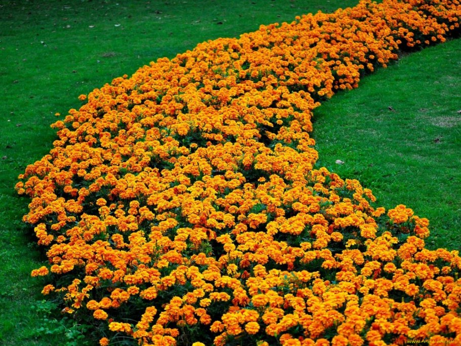 Бархатцы низкорослые