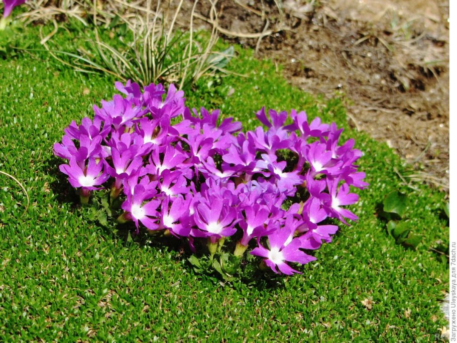 Примула Минима